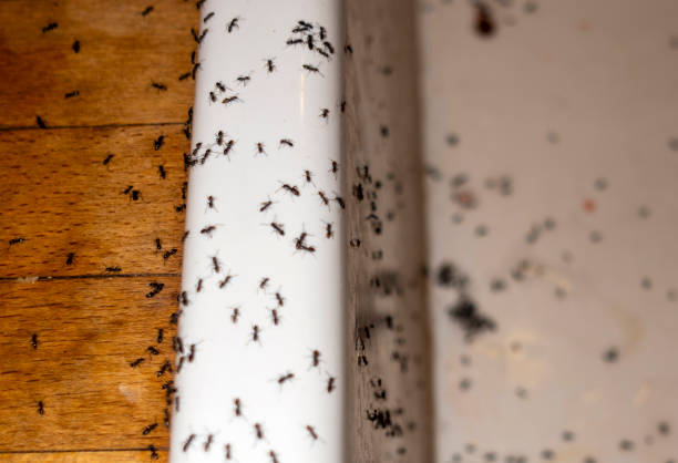 Best Bed Bug Extermination  in Canadian Lakes, MI