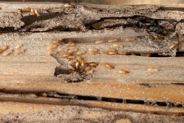 Best Pest Inspection Near Me  in Canadian Lakes, MI